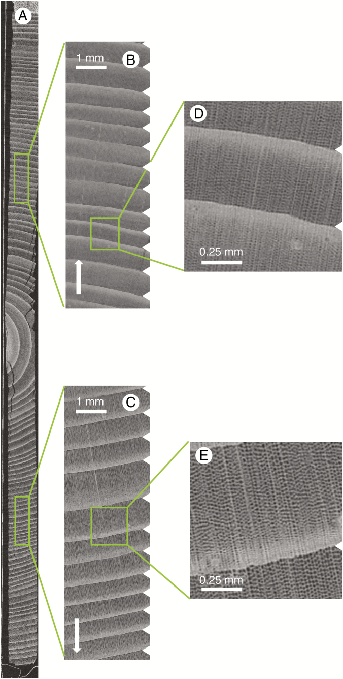 Fig. 5.