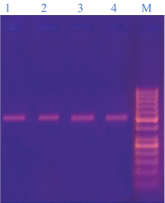 [Table/Fig-5]: