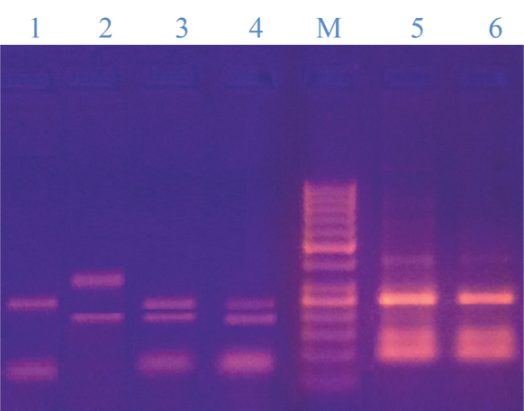 [Table/Fig-6]: