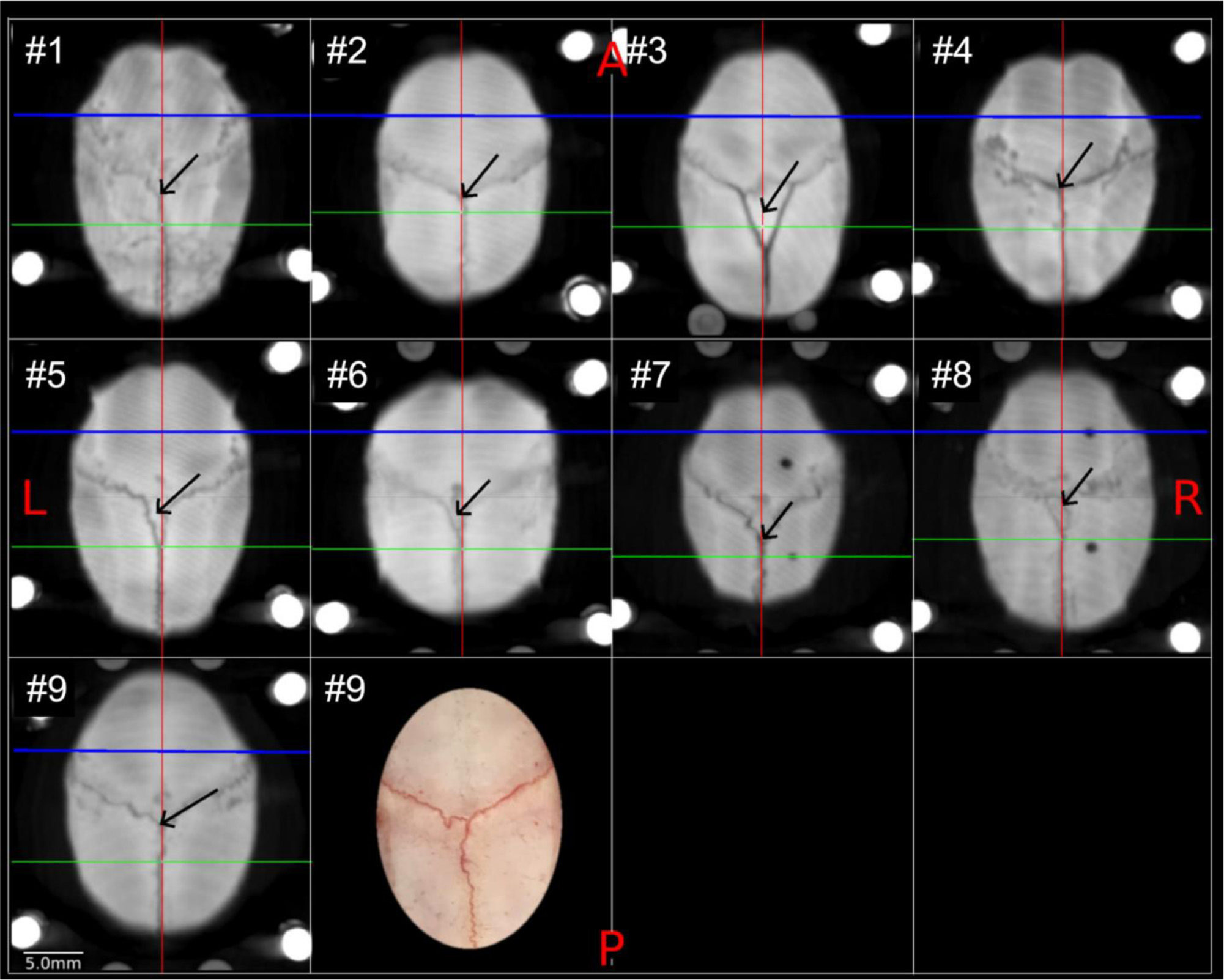 Fig. 6.