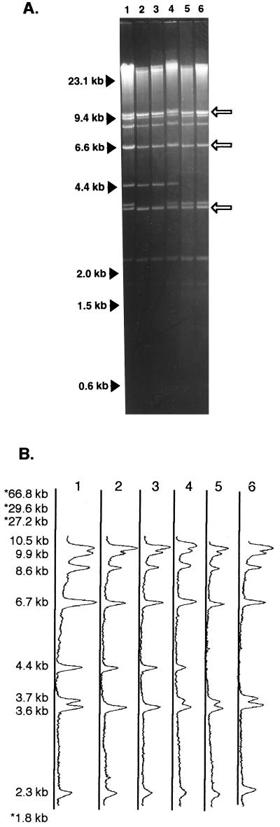 FIG. 1