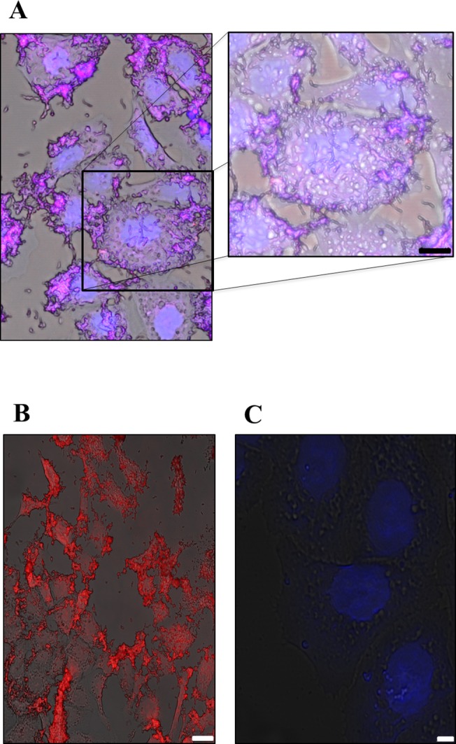 Fig 6