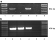 Fig. 6
