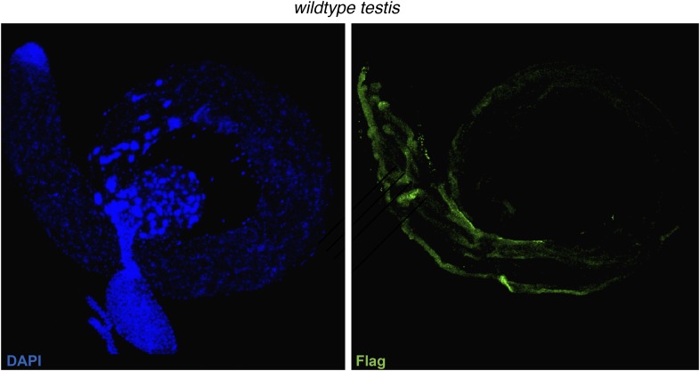 Figure 1—figure supplement 3.