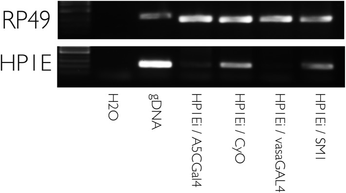 Figure 3—figure supplement 1.