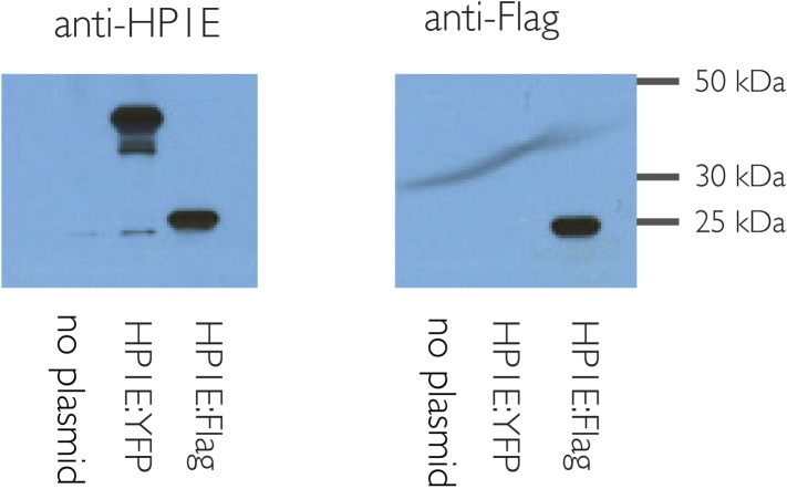 Figure 1—figure supplement 1.