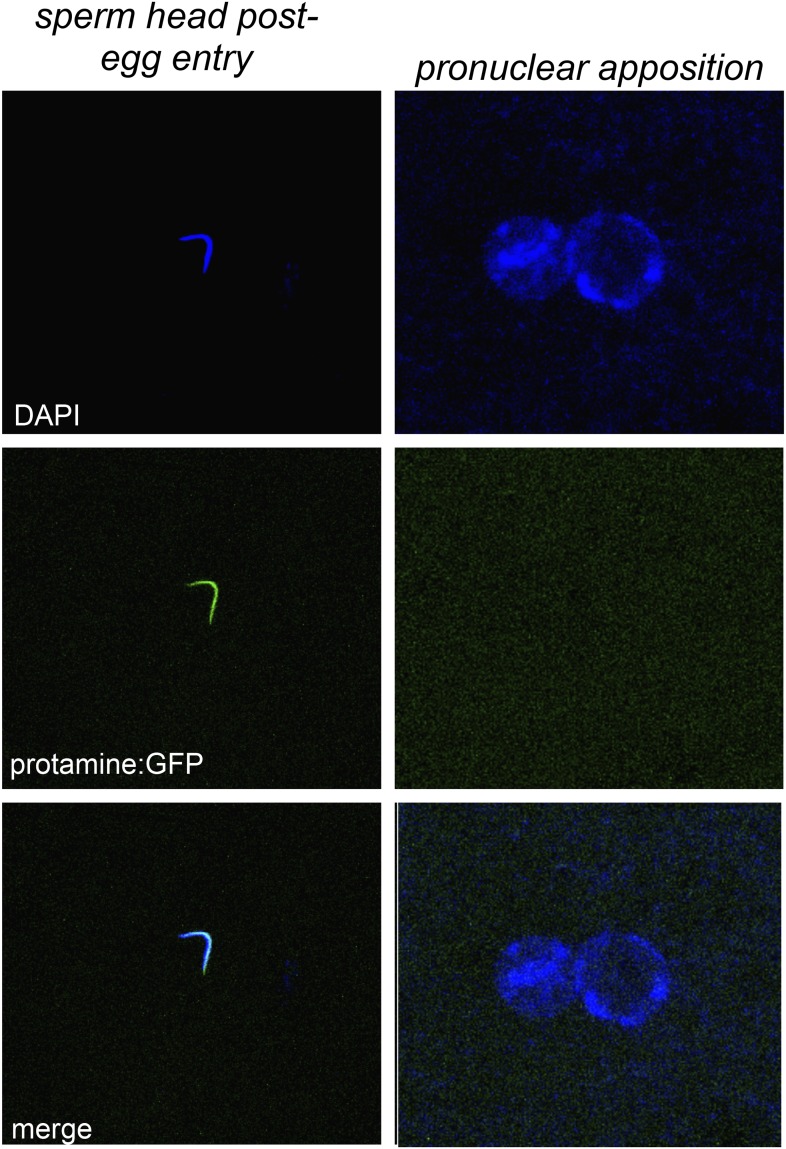 Figure 5—figure supplement 2.