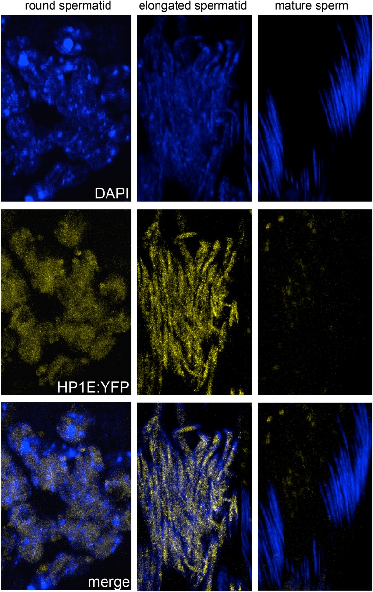 Figure 1—figure supplement 4.