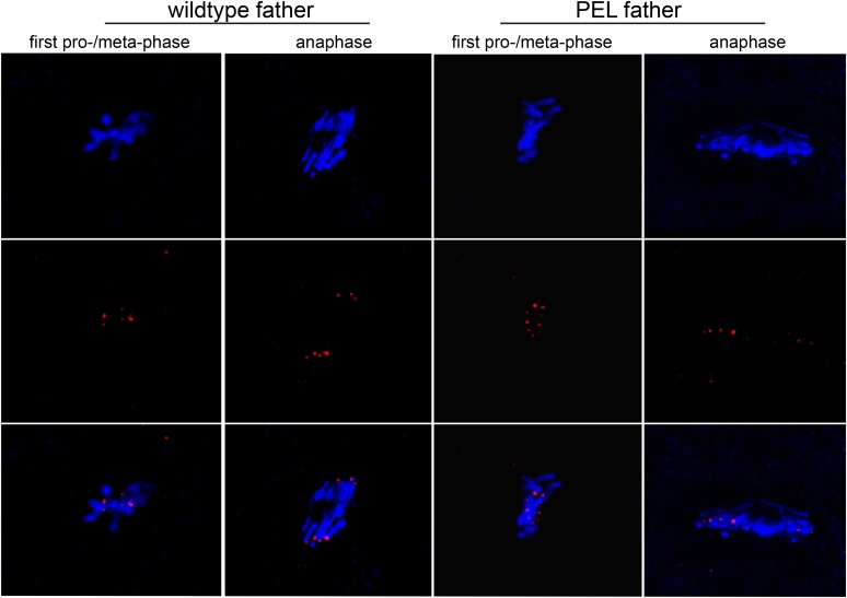 Figure 5—figure supplement 4.