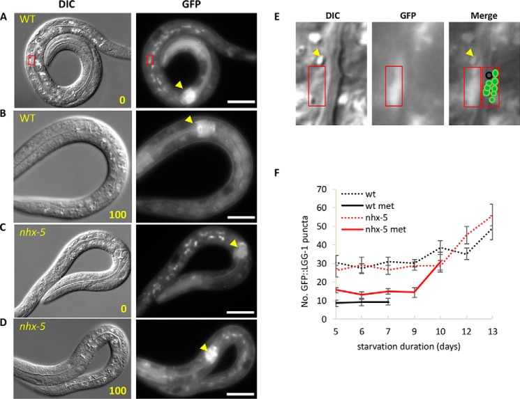 FIGURE 4.