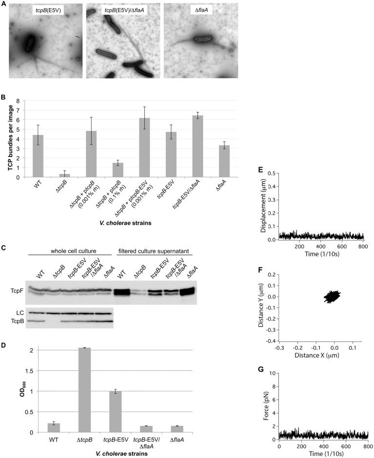 Fig 7