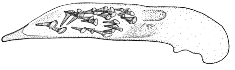 Figure 36.