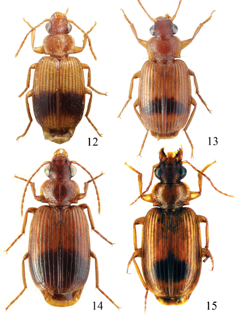 Figures 12–15.