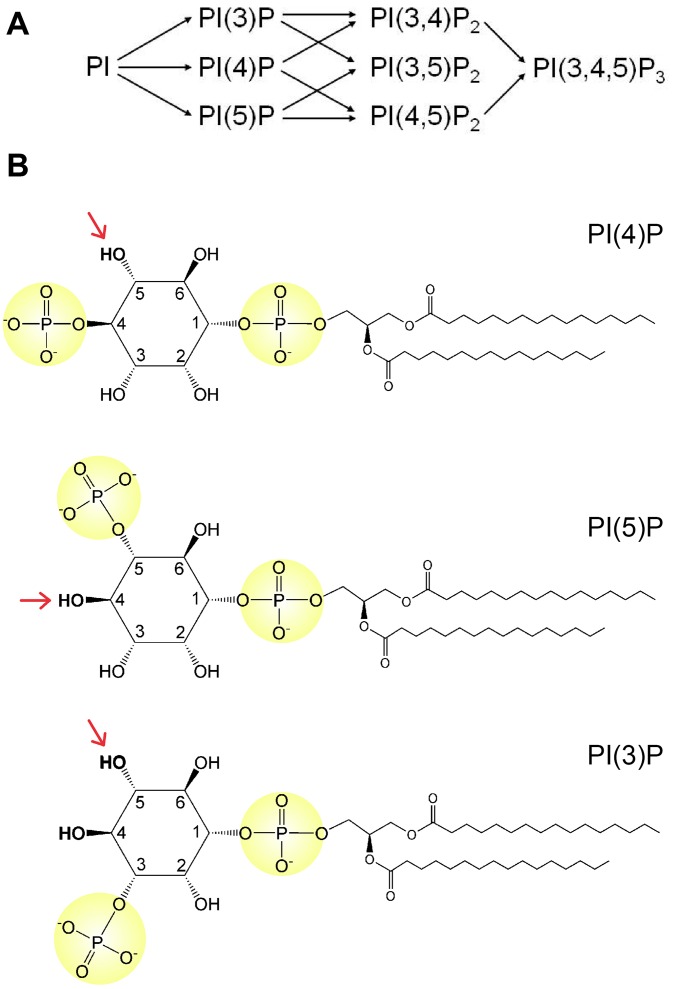 Fig. S1.