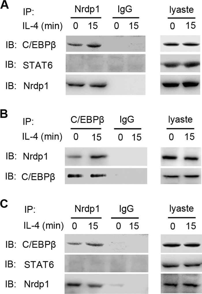 FIGURE 5.