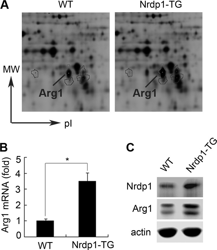 FIGURE 1.