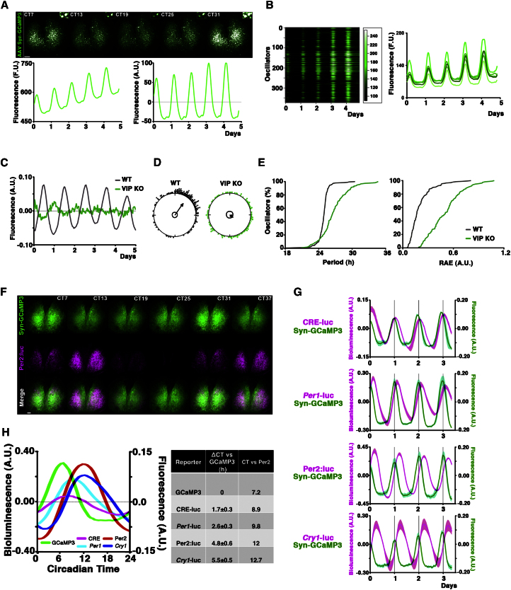 Figure 4