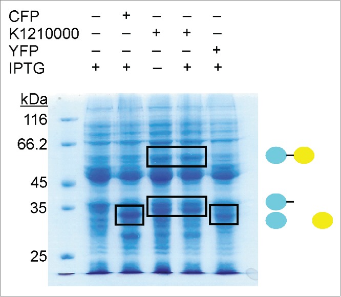 Figure 3.