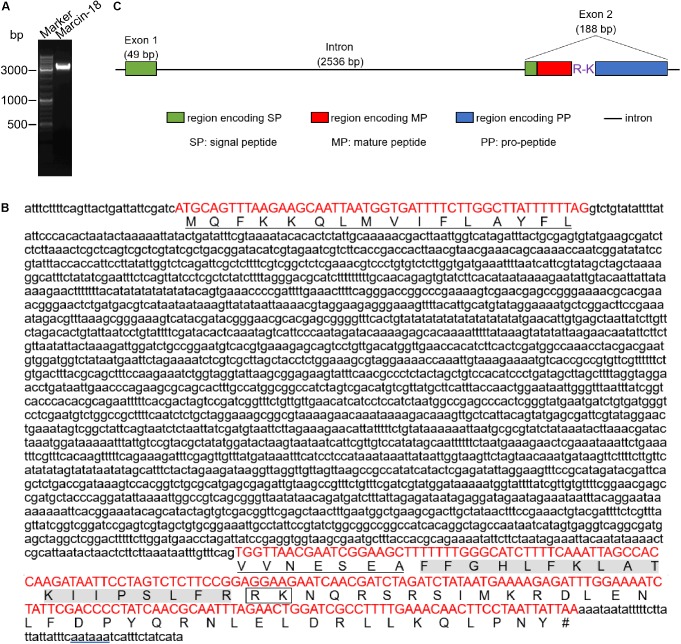 FIGURE 1