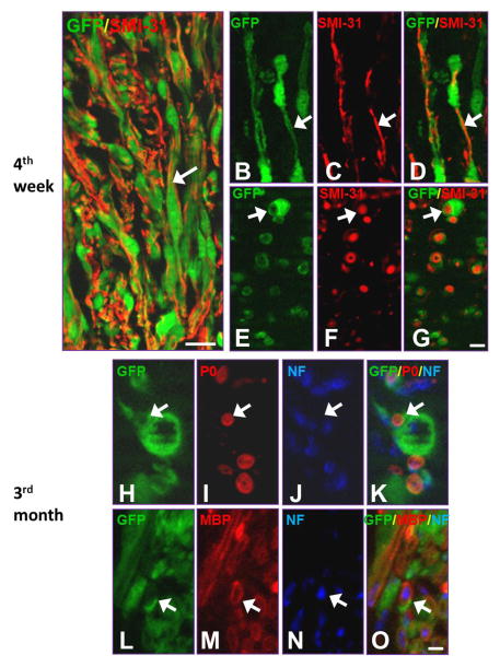 Fig. 6