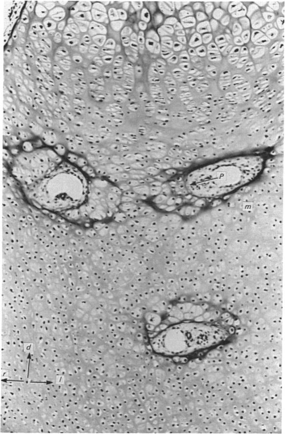 Fig. 12