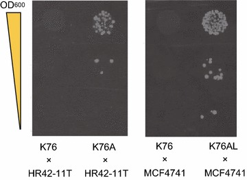 Fig. 4