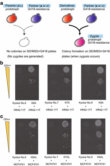 Fig. 3