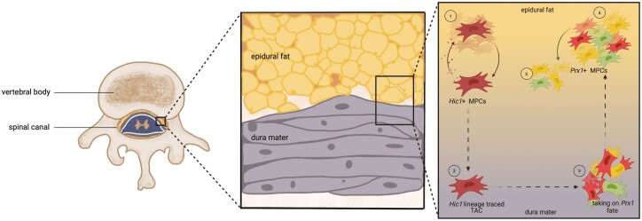 Graphical Abstract