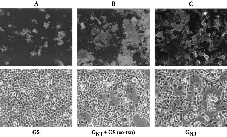 FIG. 2.