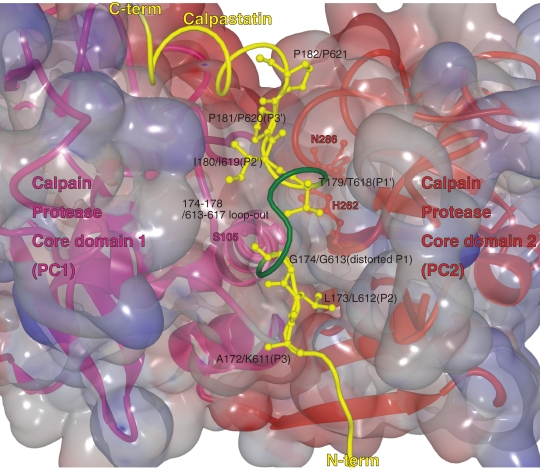 Figure 11. 