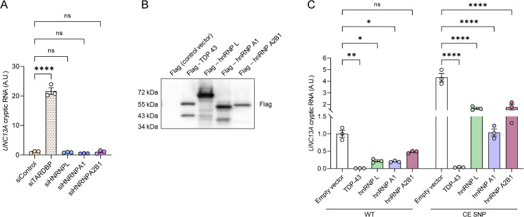 Fig 5