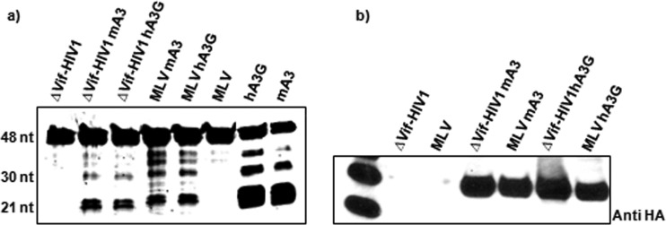 FIG 10