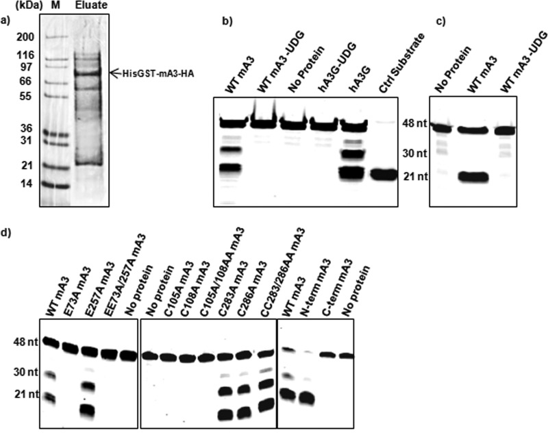 FIG 1