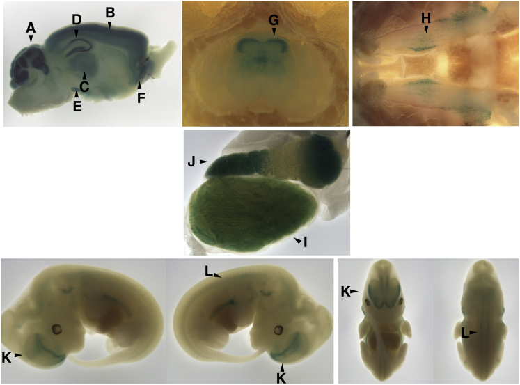 Figure 3