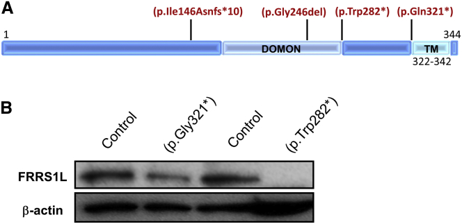 Figure 2