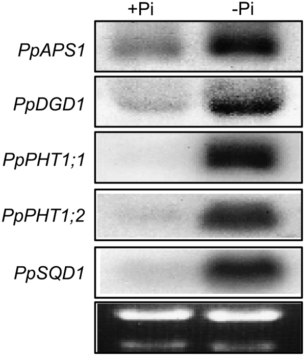 Figure 7.