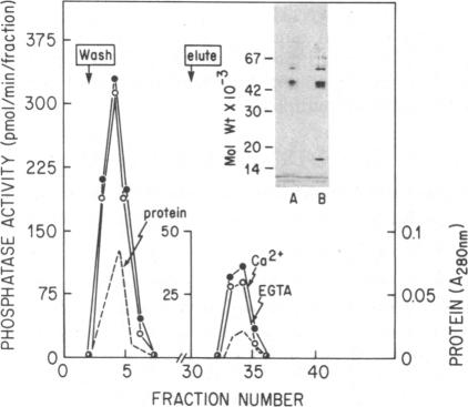 graphic file with name pnas00611-0119-b.jpg