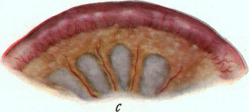 PLATE 1. c