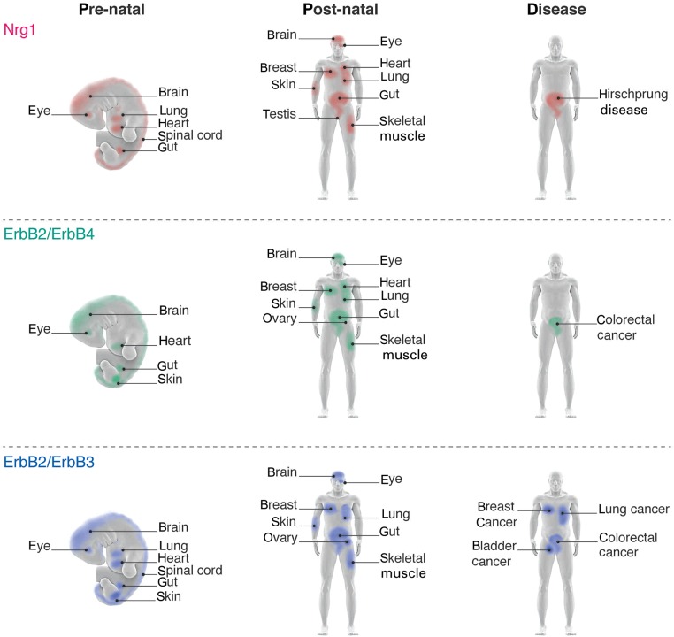 Figure 3