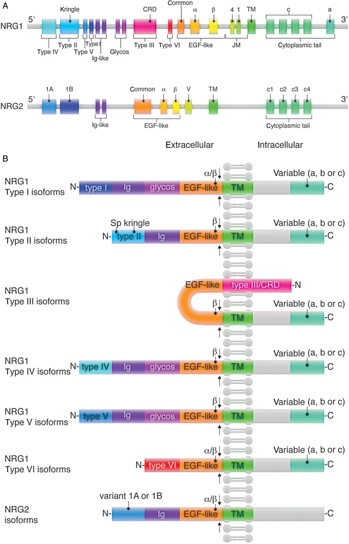 Figure 1