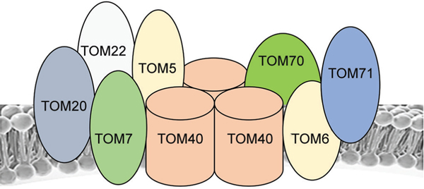 Fig. 3: