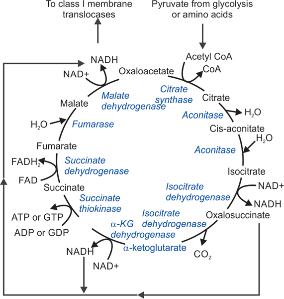 Fig. 4: