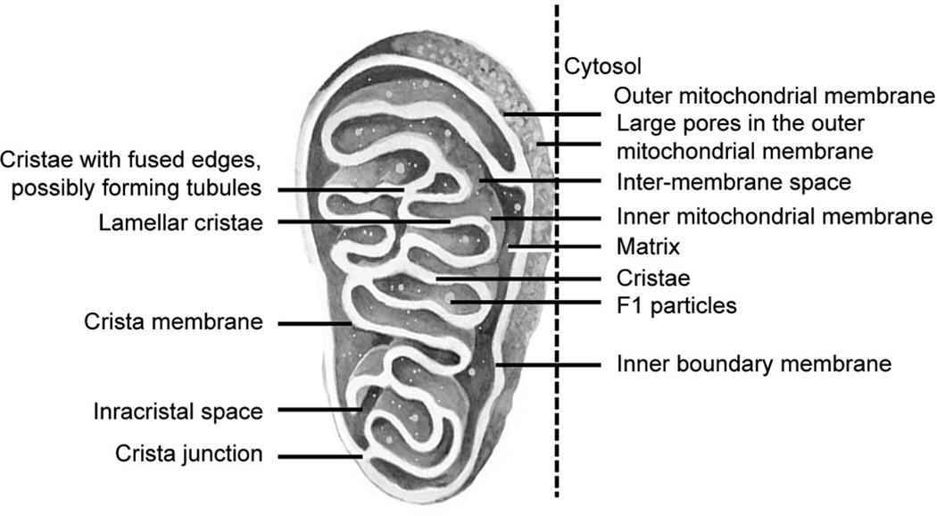 Fig. 2: