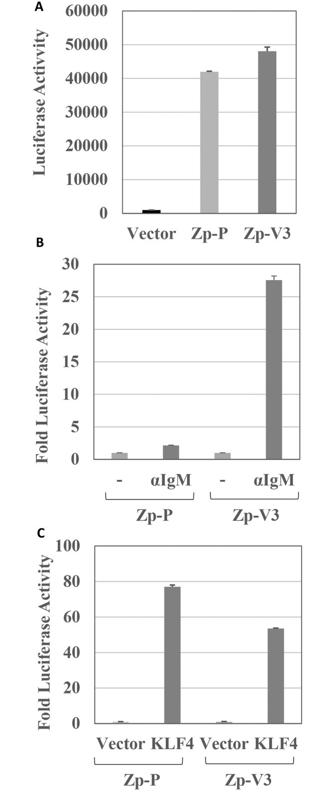 A cancer-associated Epstein-Barr virus BZLF1 promoter variant enhances ...