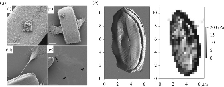 Figure 10.