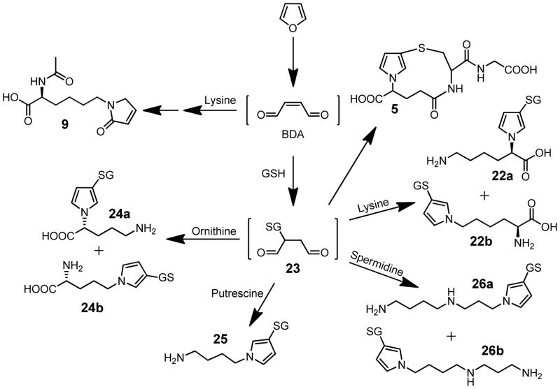 Scheme 4