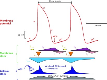 FIGURE 1.