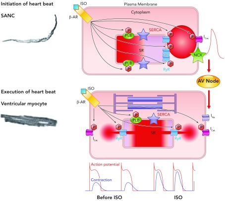 FIGURE 10.