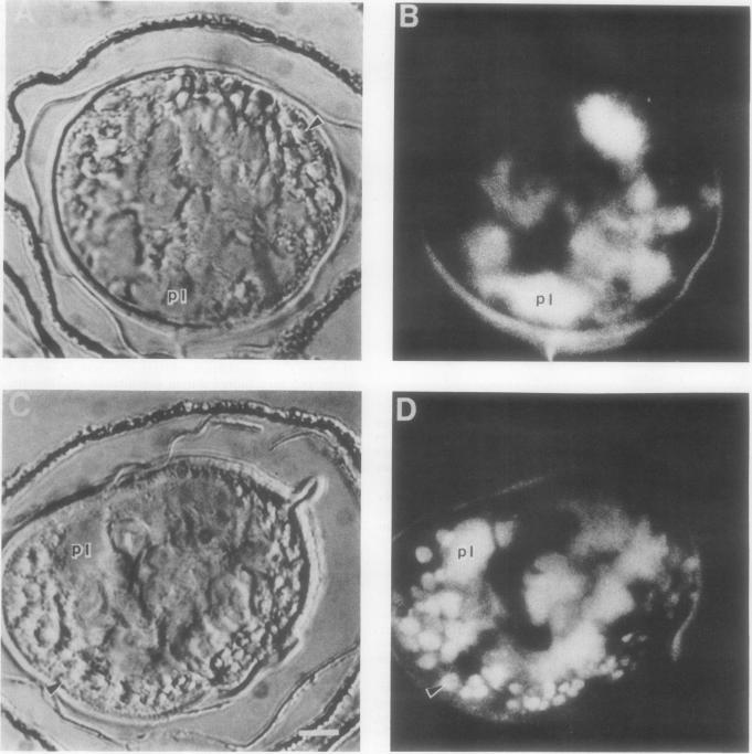 Fig. 9