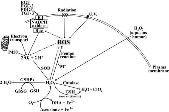 FIG. 2.